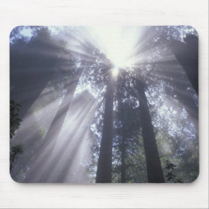 Tapis De Souris NE, États-Unis, Californie. Del Norte Coast State