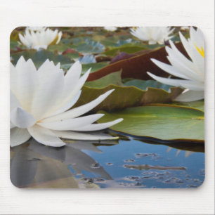 Tapis De Souris Nénuphar odorant (Nymphaea Odorata) sur Caddo