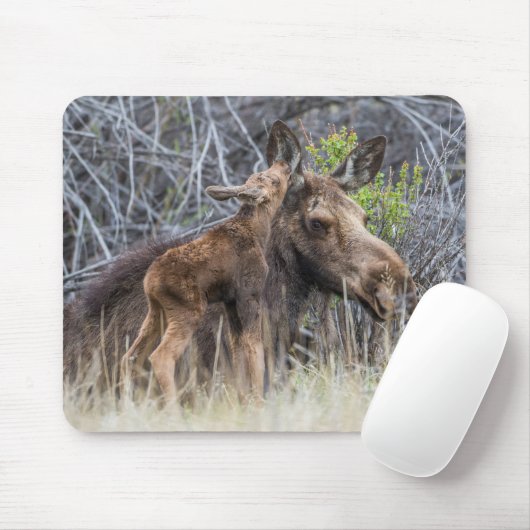 Tapis De Souris Newborn Moose Calf Nuzzling its Mother (Avec souris)