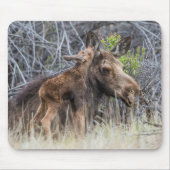 Tapis De Souris Newborn Moose Calf Nuzzling its Mother (Devant)