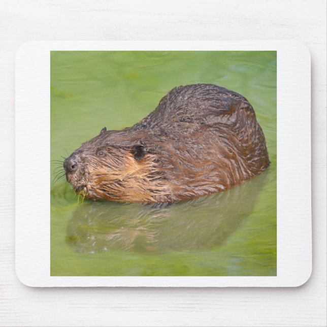 Tapis De Souris North American Beaver dans l'eau (Devant)