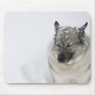 Tapis De Souris Norvégien Elkhound