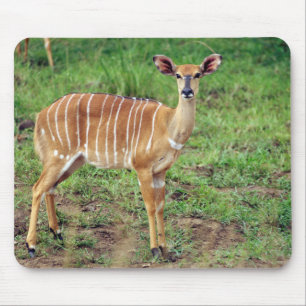 Tapis De Souris Nyala femelle, Réserve de gibier Hluhluwe-Umfolozi