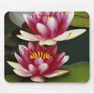 Tapis De Souris Nymphéas hybrides