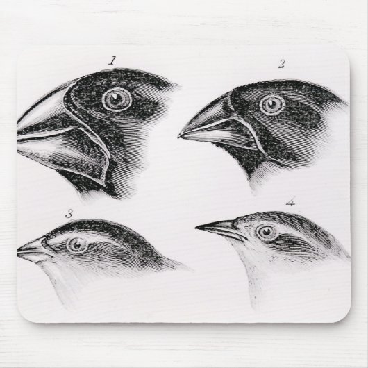 Tapis De Souris Observations de l'oiseau de Darwin (Devant)