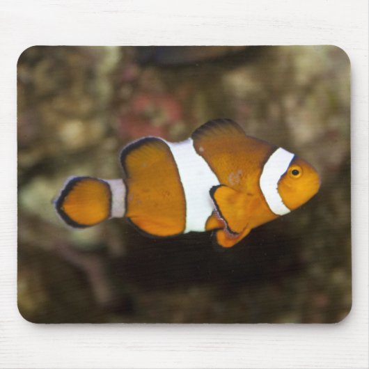 Tapis De Souris Ocellaris Clowfish (Devant)