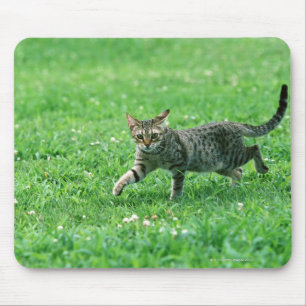 Tapis De Souris Ocicat