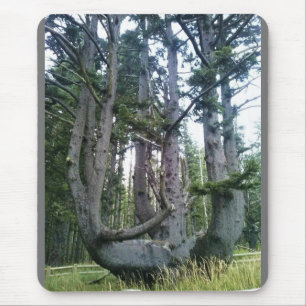 Tapis De Souris Octopus Tree, Cape Meares, Oregon