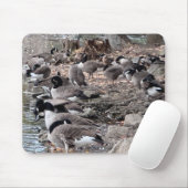 Tapis de souris Oies dans le parc (Avec souris)