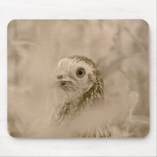 Tapis De Souris Oiseau