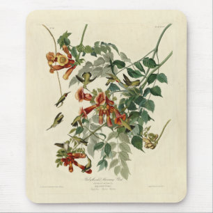 Tapis De Souris Oiseau à gorge rubis, Audubon Oiseaux Amérique