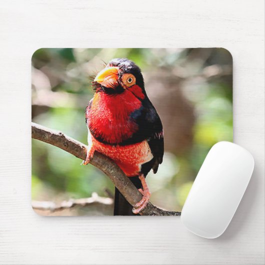 Tapis De Souris Oiseau Barbet à poils Mousepad (Avec souris)