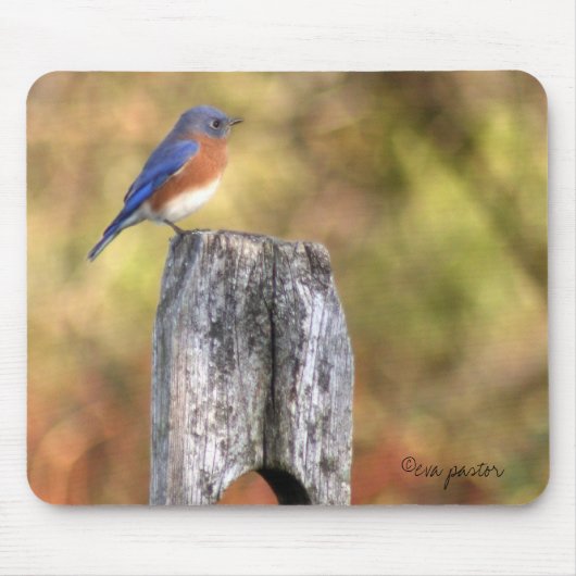 Tapis De Souris Oiseau bleu Mousepad (Devant)
