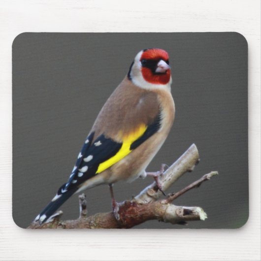 Tapis De Souris Oiseau de chardonneret (Devant)