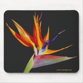 Tapis De Souris Oiseau du Paradis Mousepad