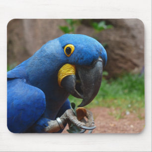 Tapis De Souris oiseau, macaw bleu, ornithologie