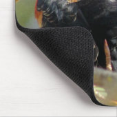 Tapis De Souris Oiseau noir ailé orange (Coin)