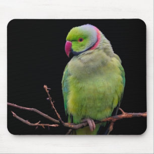 Tapis De Souris Oiseau, perroquet, perroquet