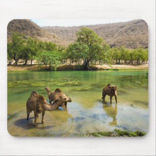 Tapis De Souris Oman, Wadi darbat