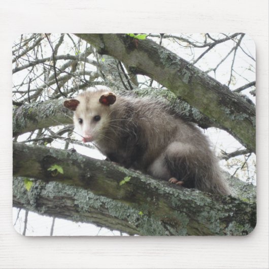 Tapis De Souris Opossum dans un arbre (Devant)