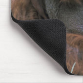Tapis De Souris Orang-outan Pongo Pygmaeus (Coin)