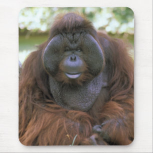 Tapis De Souris Orang-outan Pongo Pygmaeus