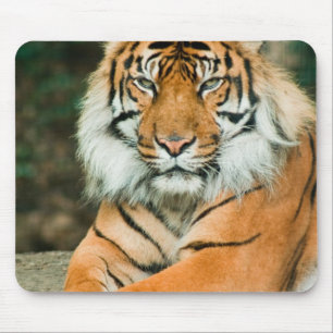 Tapis de souris orange de tigre