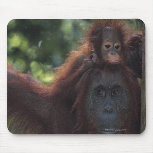 Tapis De Souris Orangutan (Devant)