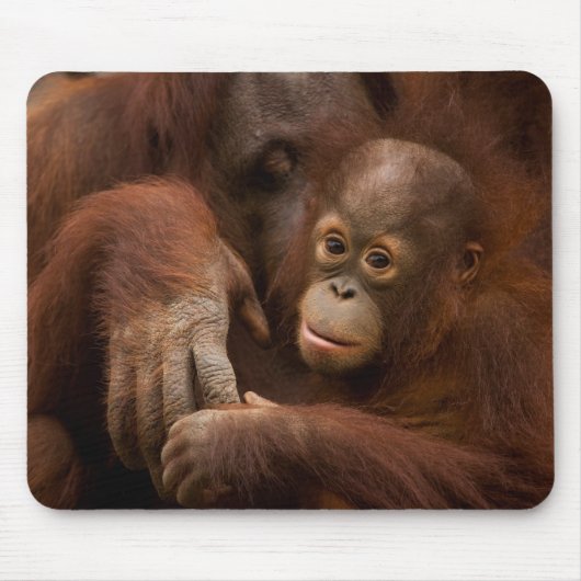 Tapis De Souris Orangutan mère et bébé au zoo (Devant)