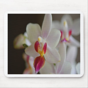 Tapis De Souris Orchidée de Phalaenopsis
