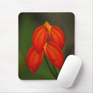 Tapis De Souris Orchidée d'ignea de Masdevallia