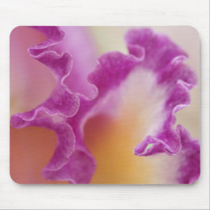 Tapis De Souris Orchidée hybride en gros plan, Delray Beach, Flori