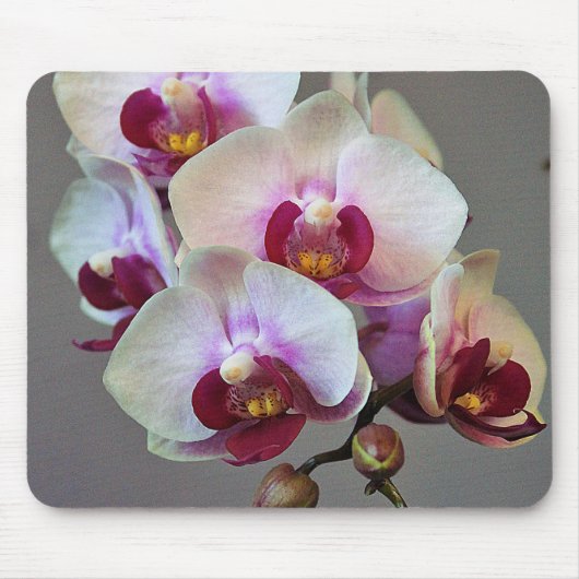 Tapis De Souris Orchidée miniature (Devant)