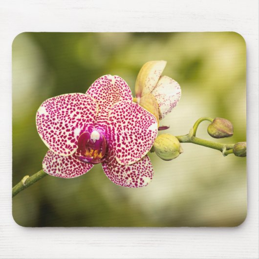 Tapis De Souris Orchidée tachetée rose (Devant)