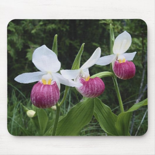 Tapis De Souris Orchidées de Mousepad-Dame pantoufle (Devant)