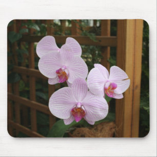 Tapis De Souris Orchidées de zen