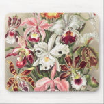 Tapis De Souris Orchidées, Orchidée Denusblumen par Ernst Haeckel<br><div class="desc">Orchidées,  Orchidée Denusblumen par Ernst Haeckel Mouse Pad</div>