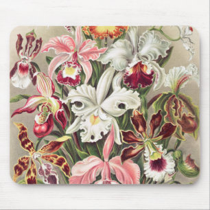 Tapis De Souris Orchidées, Orchidée Denusblumen par Ernst Haeckel