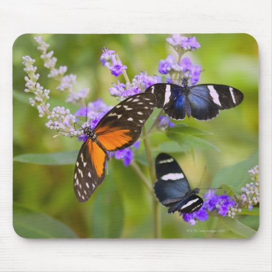 Tapis De Souris oregon, usa (Devant)