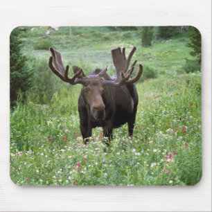 Tapis De Souris Orignal mâle (Alces alces) dans les fleurs sauvage