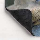 Tapis De Souris Otarie de bébé, îles de Galapagos (Coin)