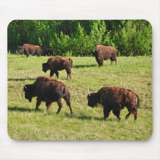 Tapis De Souris Où les bisons rôdent (Devant)