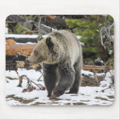 Tapis De Souris Ours (Devant)