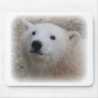 Ours blanc CUB