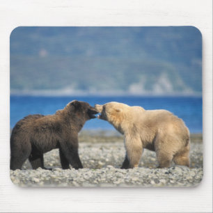 Tapis De Souris Ours brun, grizzly, jouer sur la plage,