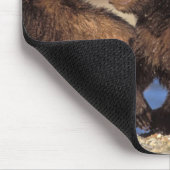 Tapis De Souris ours brun, Ursus arctos, grizzli, Ursus (Coin)