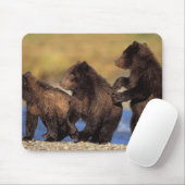 Tapis De Souris ours brun, Ursus arctos, grizzli, Ursus (Avec souris)