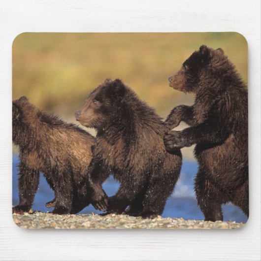 Tapis De Souris ours brun, Ursus arctos, grizzli, Ursus (Devant)