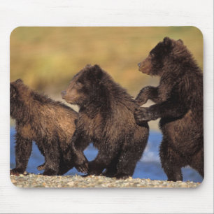 Tapis De Souris ours brun, Ursus arctos, grizzly, Ursus