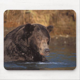 Tapis De Souris ours brun, Ursus arctos, grizzly, Ursus 5